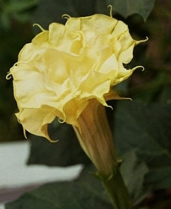 (image for) Datura Seeds 'Golden Queen' (5 Seeds) - Click Image to Close